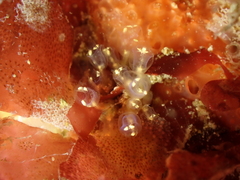 Pycnoclavella aurilucens