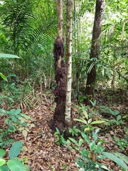 Baccaurea parviflora