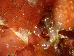 Pycnoclavella aurilucens