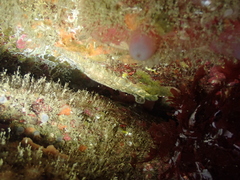 Zeugopterus punctatus