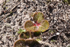 Drosera magna