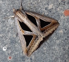 Trigonodes disjuncta