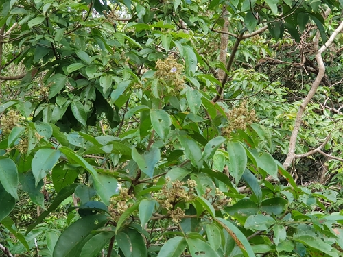 Vitex pinnata