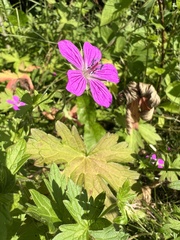 Geranium palustre
