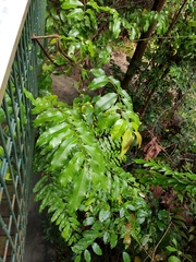 Artabotrys suaveolens