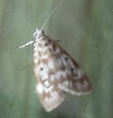 Sommeria marchalii