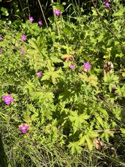 Geranium palustre