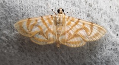 Dichocrocis pyrrhalis