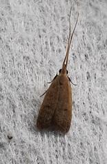 Lepidoptera