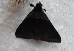 Lepidoptera
