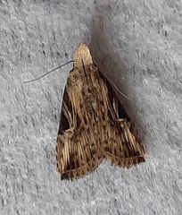 Lepidoptera