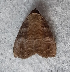 Lepidoptera