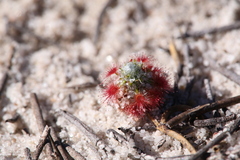 Drosera minutiflora