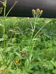 Crepis lyrata