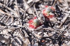 Drosera minutiflora