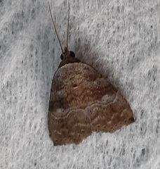 Lepidoptera