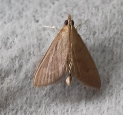 Lepidoptera