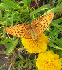 Argynnis adippe
