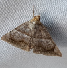 Lepidoptera