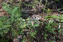 Trifolium productum