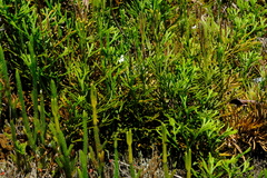Diphasiastrum thyoides