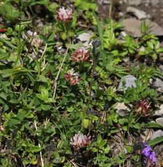 Trifolium thalii