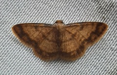 Lepidoptera