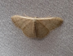 Lepidoptera