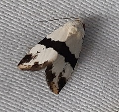 Maliattha ruptifascia