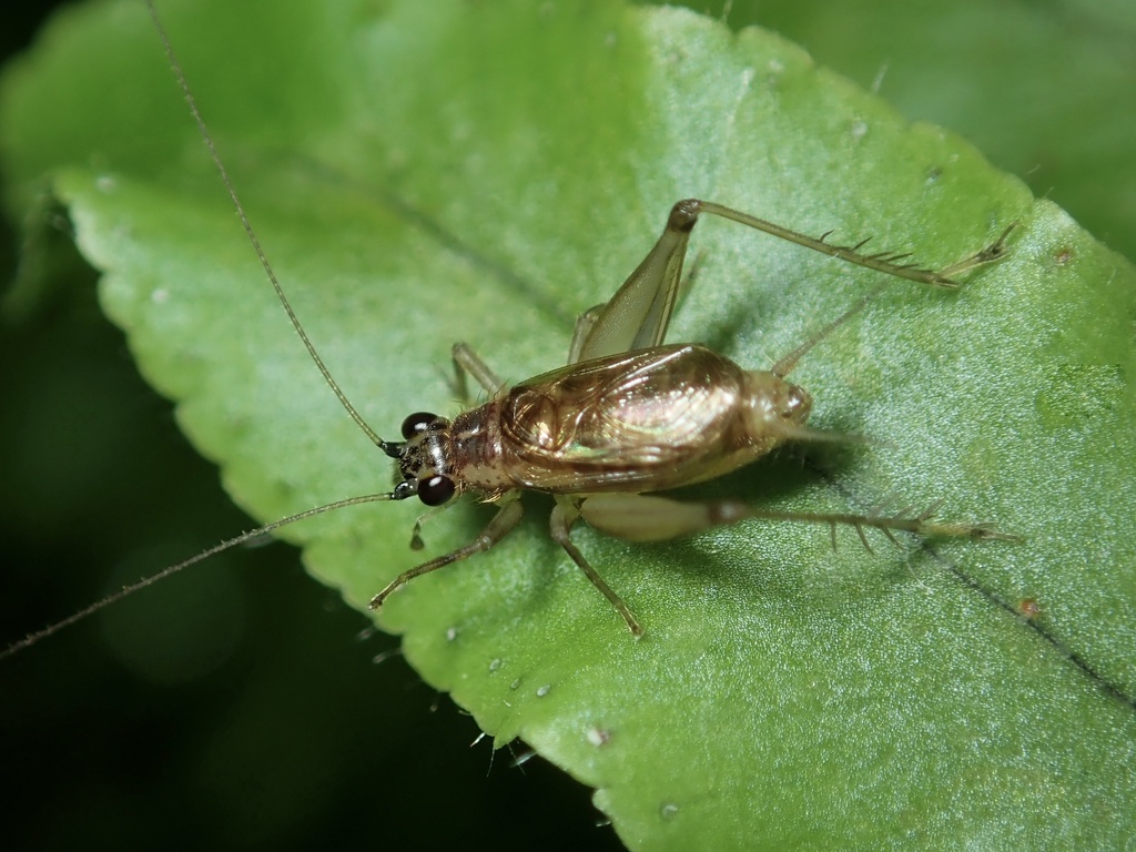 Anaxipha longealata