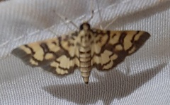 Lygropia distorta