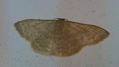 Lepidoptera