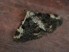 Lepidoptera