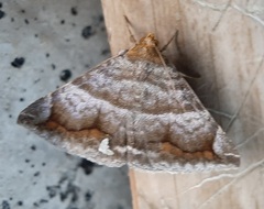 Lepidoptera