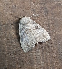 Lepidoptera