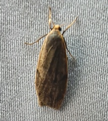 Lepidoptera
