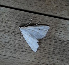 Lepidoptera