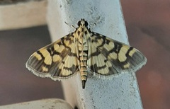 Lygropia distorta