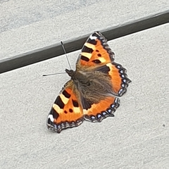 Aglais urticae
