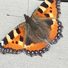 Aglais urticae