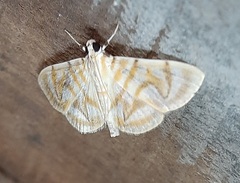 Dichocrocis pyrrhalis