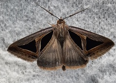 Trigonodes disjuncta