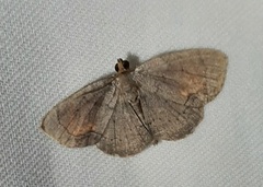 Lepidoptera