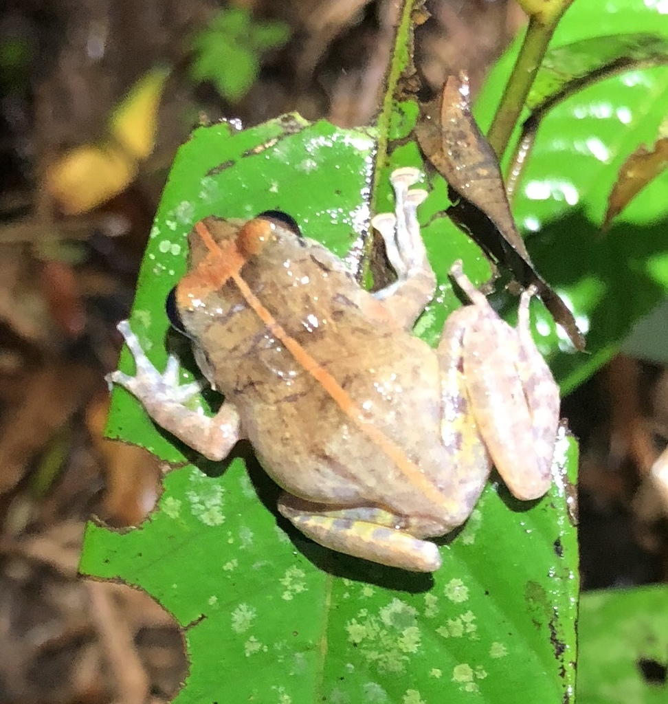 Luzon Forest Frog