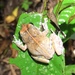 Luzon Forest Frog - Photo (c) jeffweinell, some rights reserved (CC BY-NC), uploaded by jeffweinell