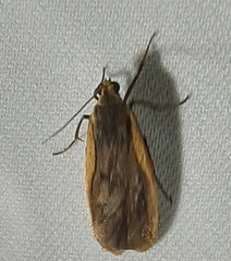Lepidoptera