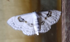 Problepsis vulgaris