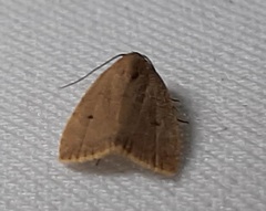 Lepidoptera