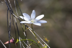 Drosera heterophylla