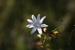 Drosera heterophylla